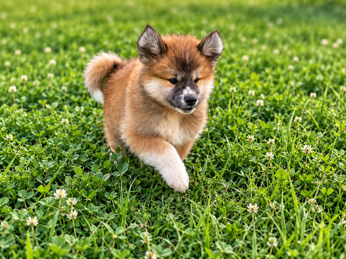 De L'Esprit Du Kitsune - Chiots disponibles - Akita